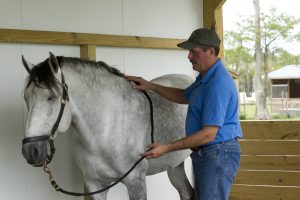 Photo of Jim doing the Bladder Meridian Technique with a grey horse.