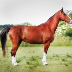 Basic Biomechanics – Understanding Horse Movement
