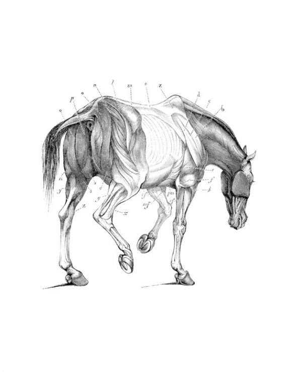 Equine Anatomy and Health Considerations Online Course