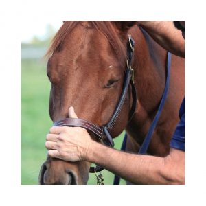 Beyond Horse Massage Home Study Course