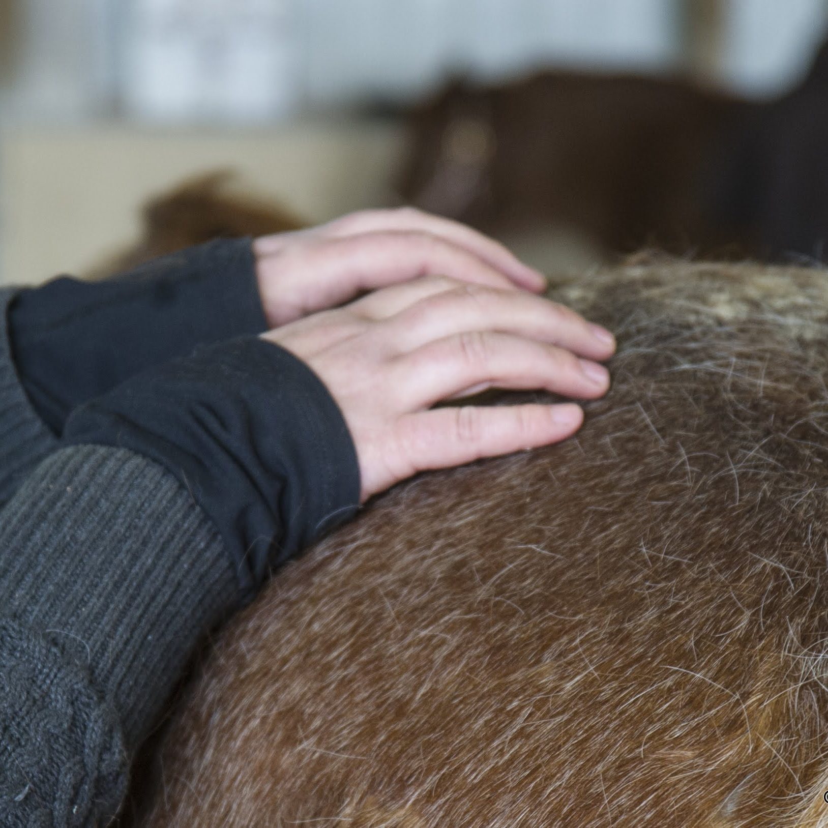 Masterson Method Equine Specialist Course The Masterson Method