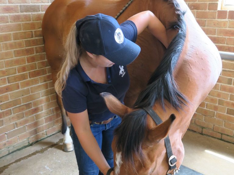 Student working with horse