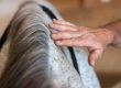 Photo of Jim lightly touching the horse's neck along the bladder meridian.