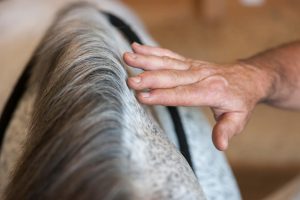 Photo of Jim lightly touching the horse's neck along the bladder meridian.