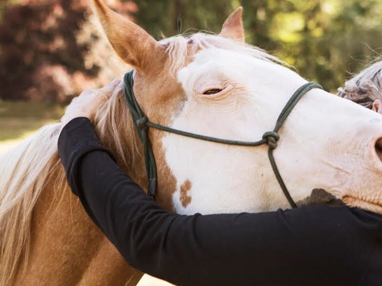 Hugging a horse