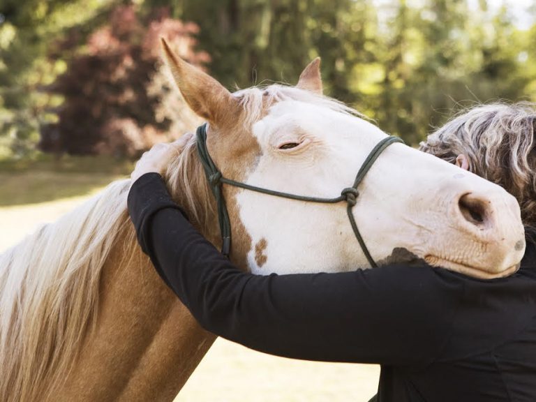Student working with horse