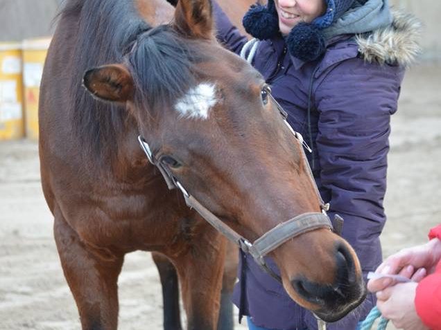 Student working with horse