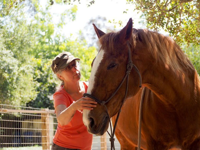 Student working with horse