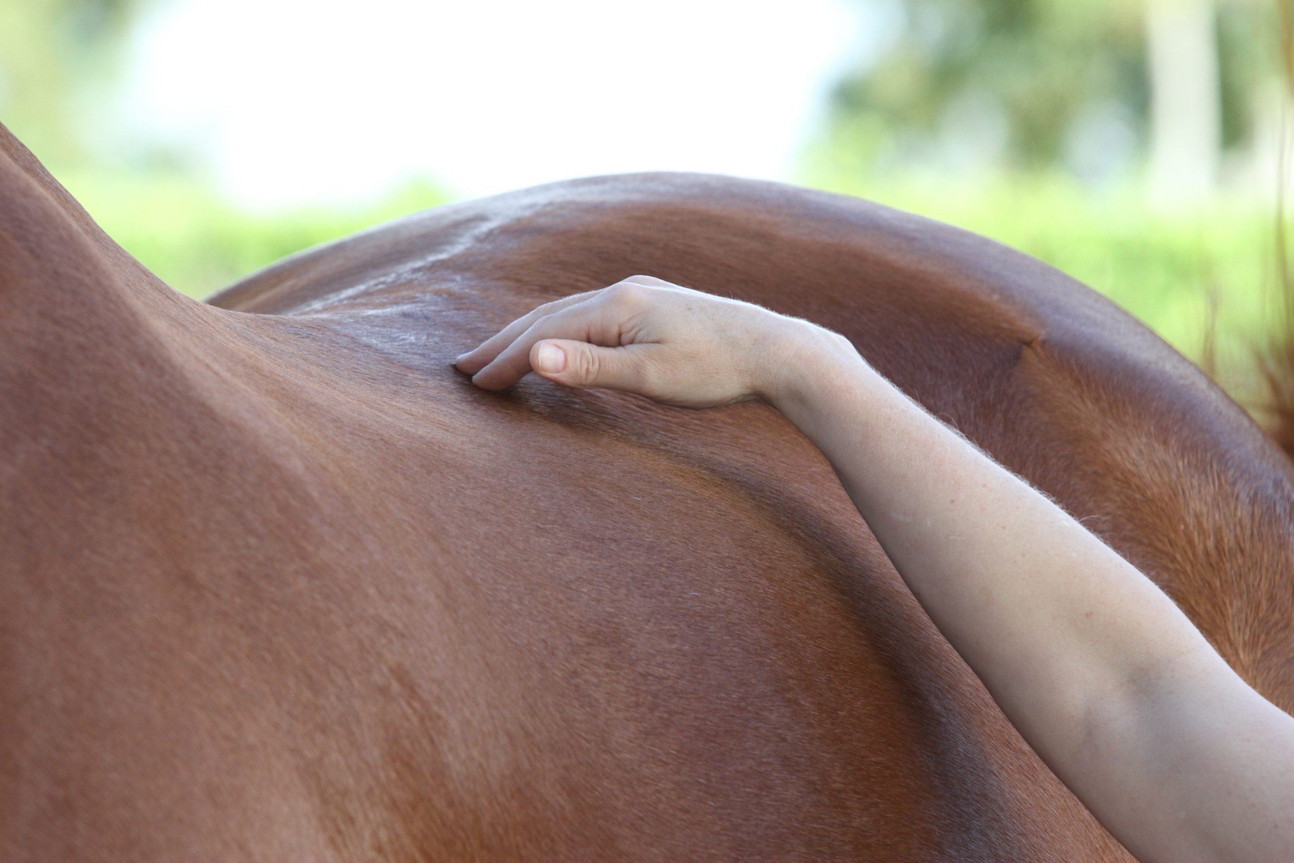 Bladder Meridian Technique Photo of hand lightly touching horse's back in the Bladder Meridian Technique.