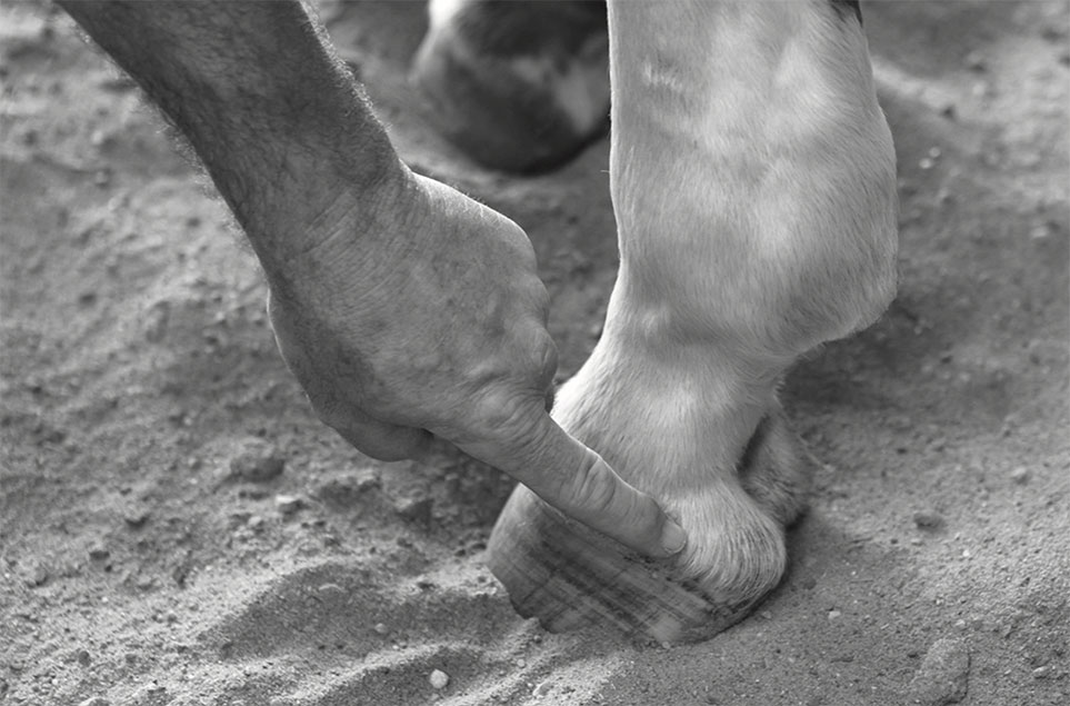 Photo finger pointing to location of ting point on hind coronary band, on the outside or lateral side toward the back but still in front of the heel bulbs.