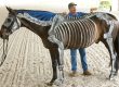 Horse with Skeleton Paint