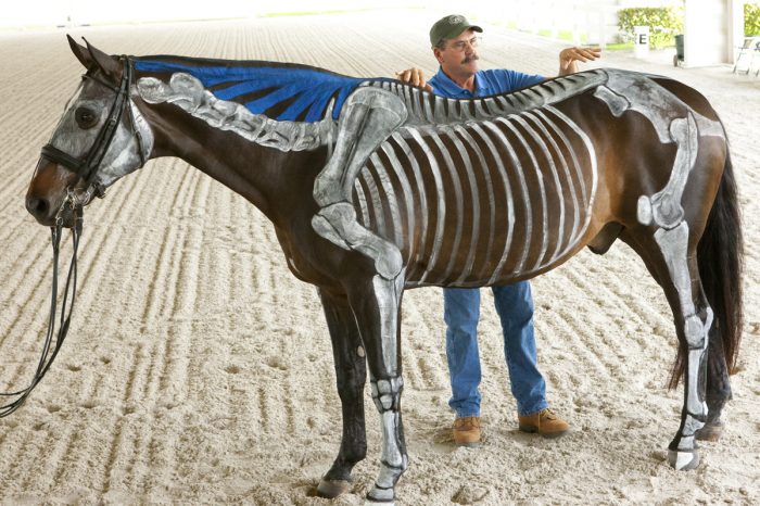 451P8053 Horse with Skeleton Paint