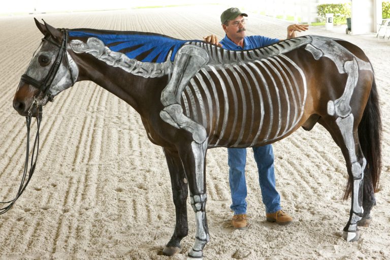 451P8053 Horse with Skeleton Paint