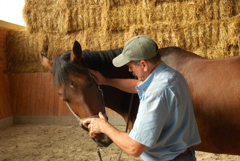 The Principle of NonResistance in Equine Bodywork Masterson Method
