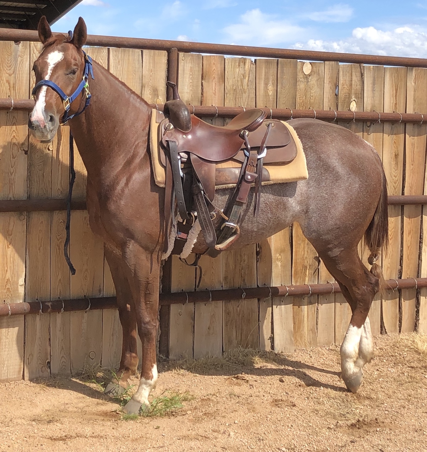 Masterson Method with Cutting Horses Part One Masterson Method