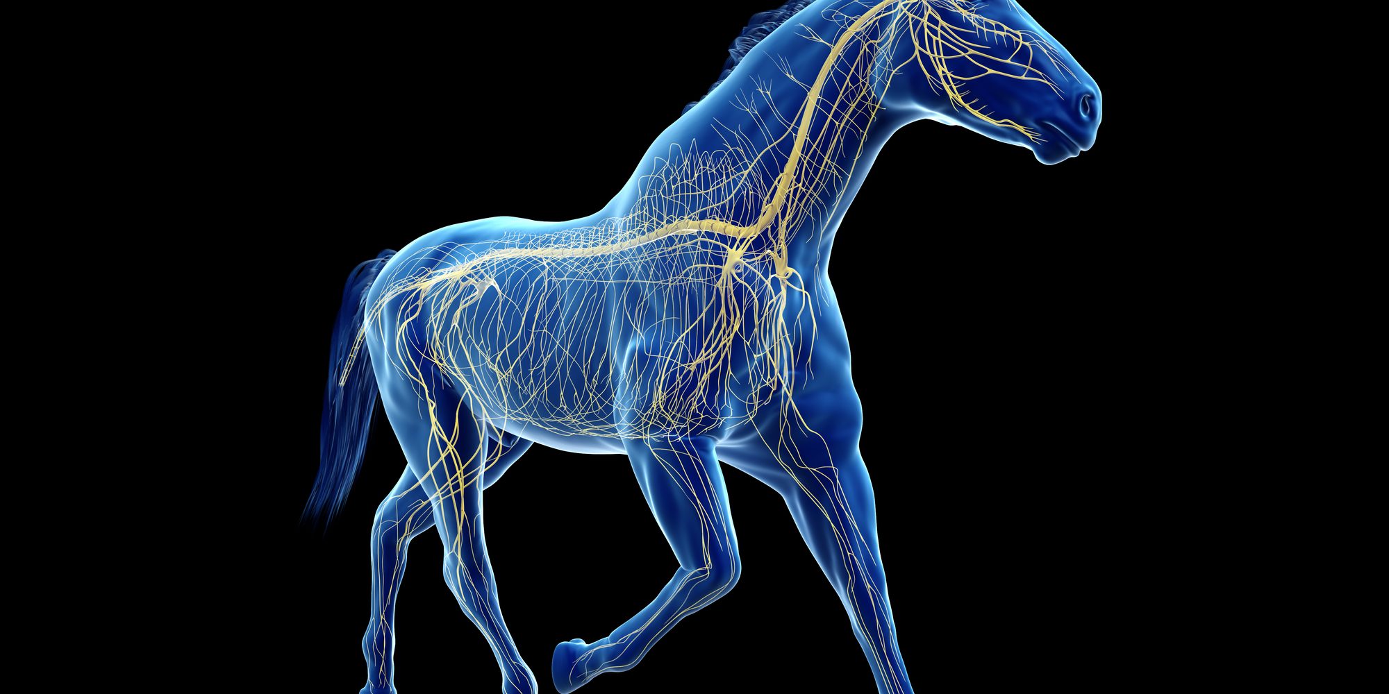 dreamstime_m_165079792 Mysteries of the Autonomic Nervous System