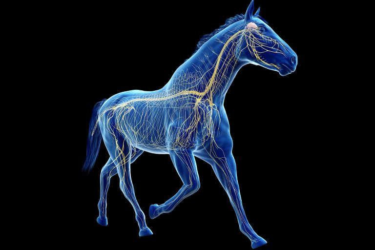 Mysteries of the Autonomic Nervous System