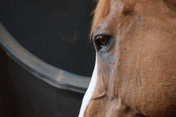 What your horse might have to say about lead change issues. - Masterson ...