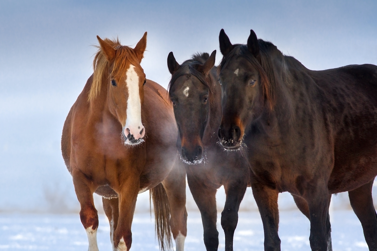 The Nature of the Prey Animal: Finding and Releasing Tension - Masterson Method
