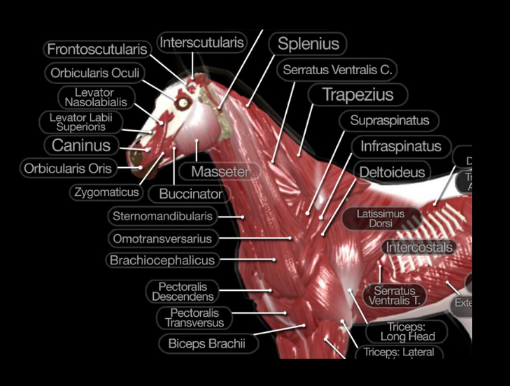 Primary Issues of Tension in the Horse's Body - Part One - Masterson Method