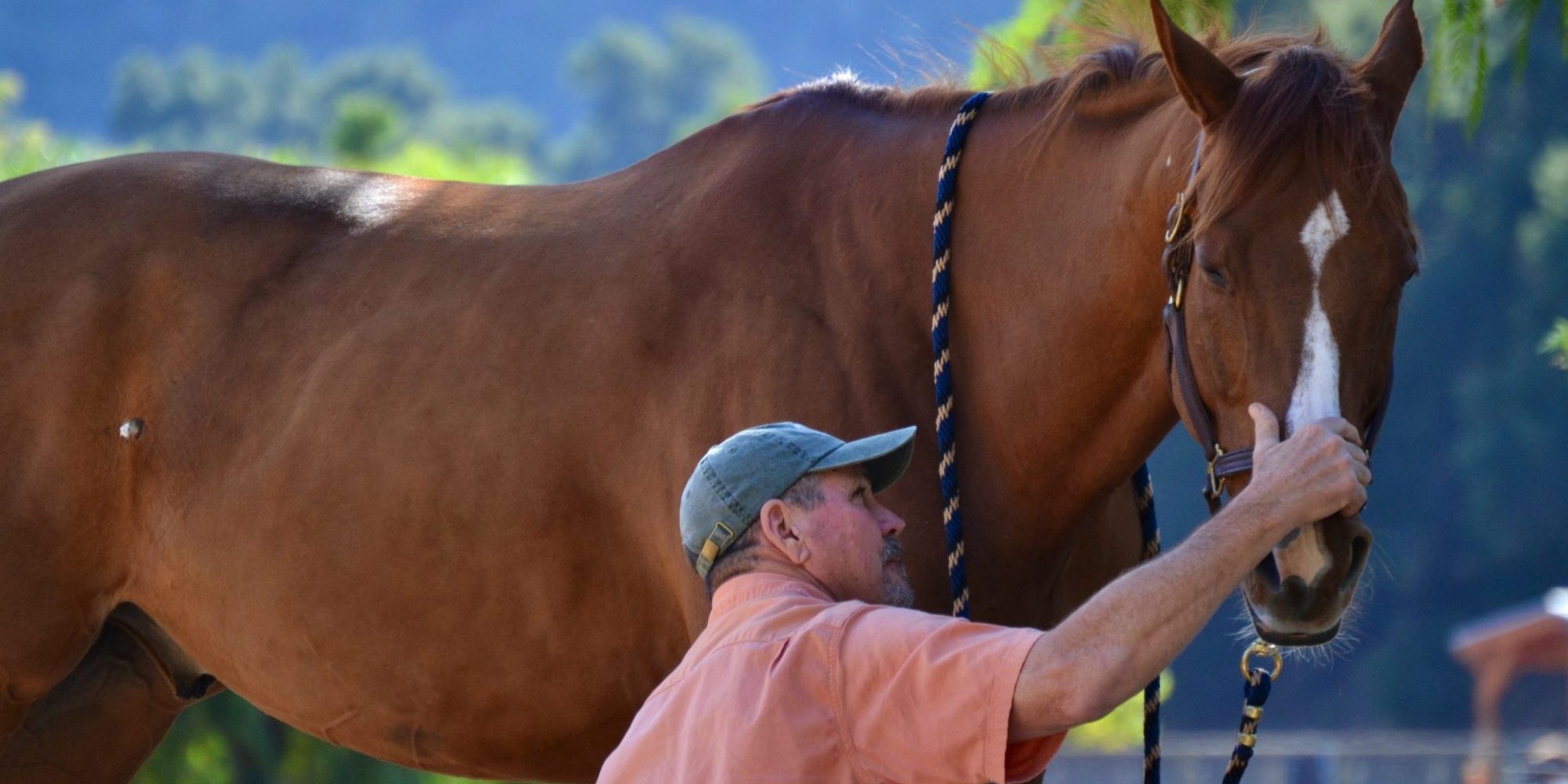 Jim Masterson Scapula Release Technique Photo of Jim doing a Masterson Method scapula release technique with a chestnut gelding.