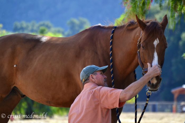 Jim Masterson Scapula Release Technique Photo of Jim doing a Masterson Method scapula release technique with a chestnut gelding.
