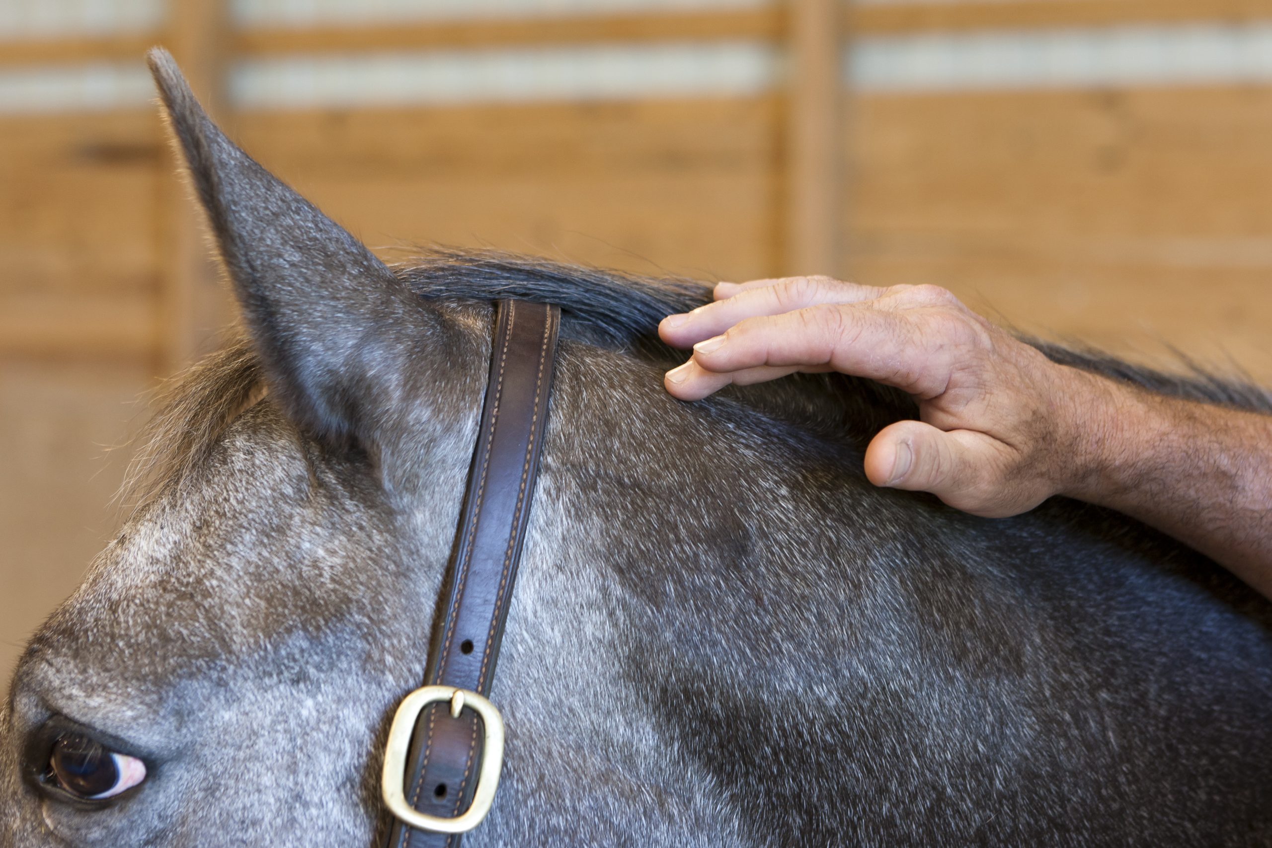 Horse Withers: Anatomy, Care, and Common Issues