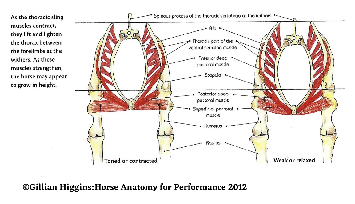A Biomechanical Theory on How a Horse JumpsPart 1 Masterson Method