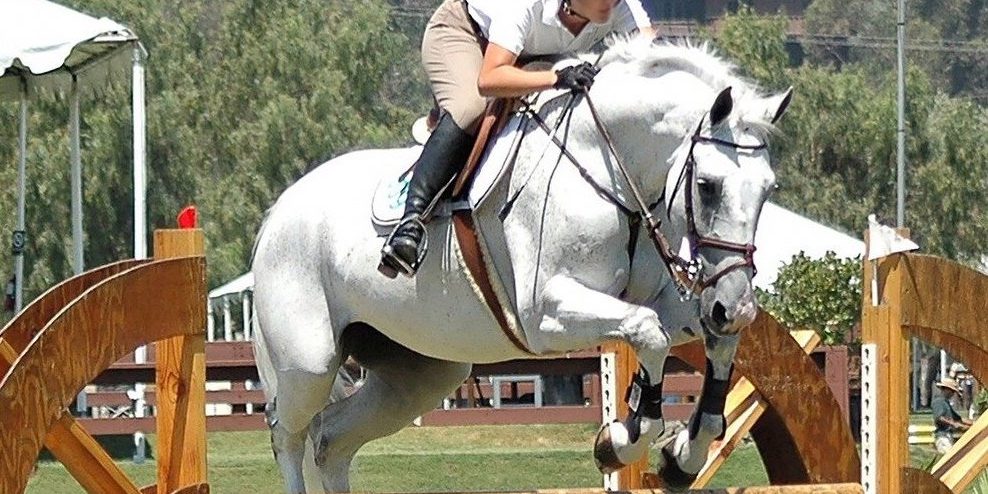horse-4755824_1280