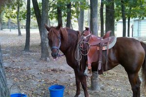 annabelle saddled