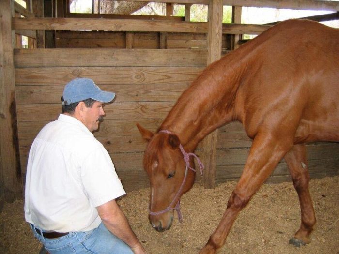 Jim Masterson, The Masterson Method Equine Bodywork Photo of Jim Masterson with a horse in a stall.