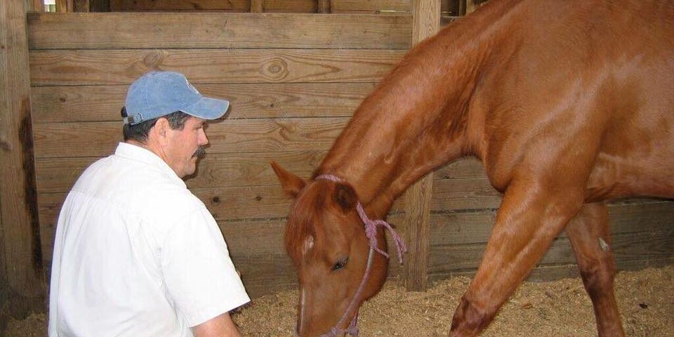 Jim Masterson, The Masterson Method Equine Bodywork Photo of Jim Masterson with a horse in a stall.