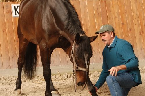 Photo of Jim doing Scapula Release with a relaxed horse.