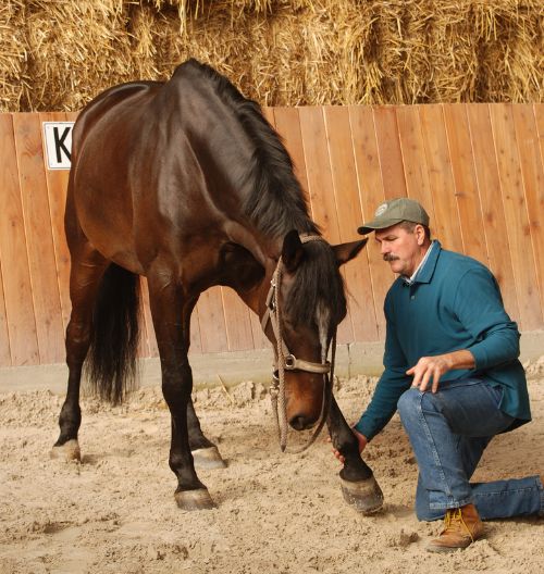 Photo of Jim doing Scapula Release with a relaxed horse.