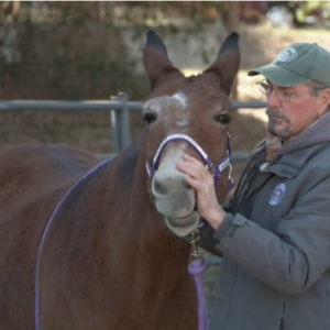 Jim working with Dolly, a show mule