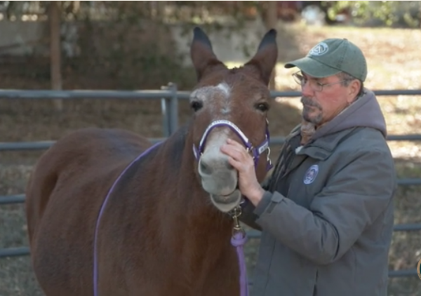 Jim working with Dolly, a show mule