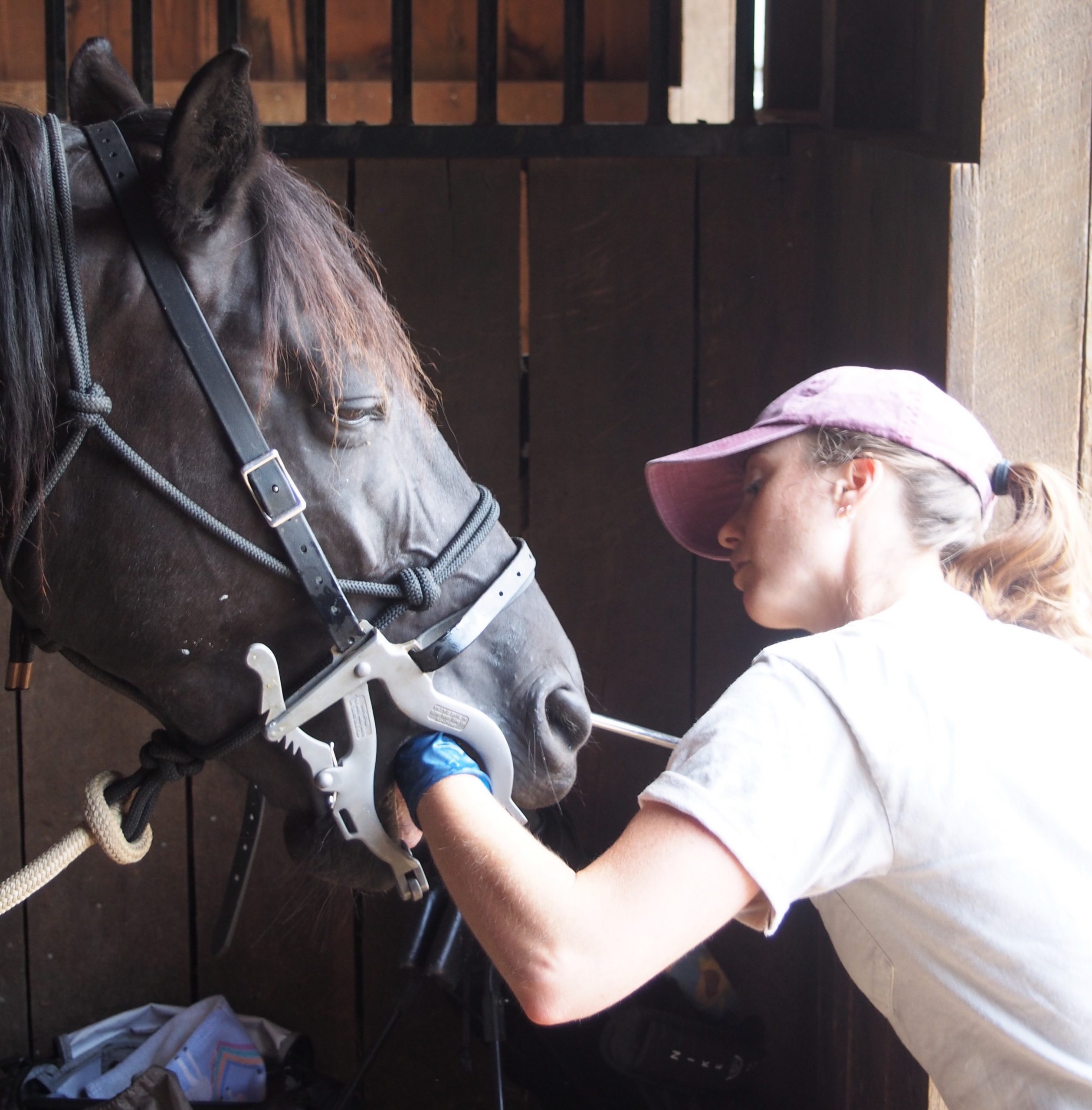 Photo of Gretchen doing dentistry on a horse.