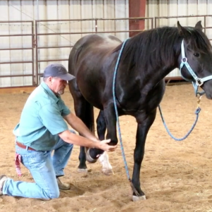 Jim doing bodywork with Hollywood, a Rocky Mountain gaited horse