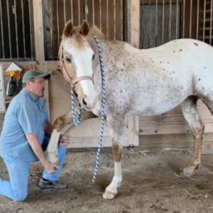 Jim working with Spotty, an endurance horse