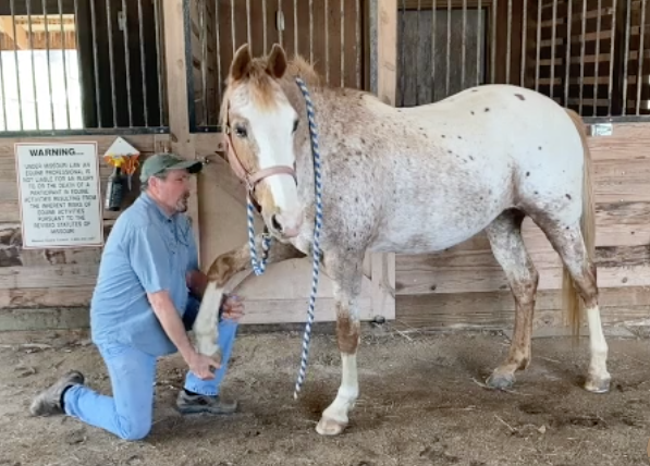 Jim working with Spotty, an endurance horse