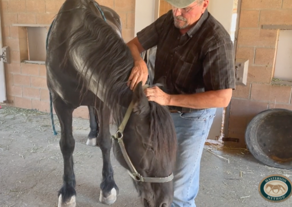 Jim working with Stallone, a Friesian