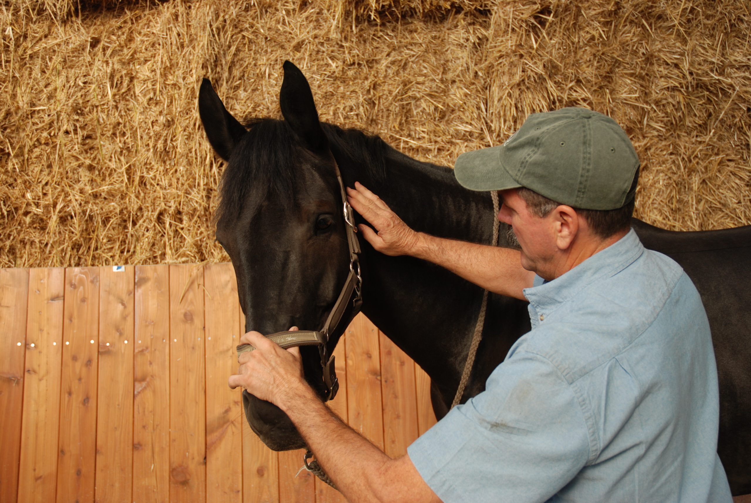 Jim showing soft hands when the horse braces or pulls during LCF