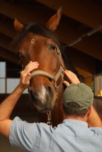 Horse moves his head away, Jim stays with him with soft hands