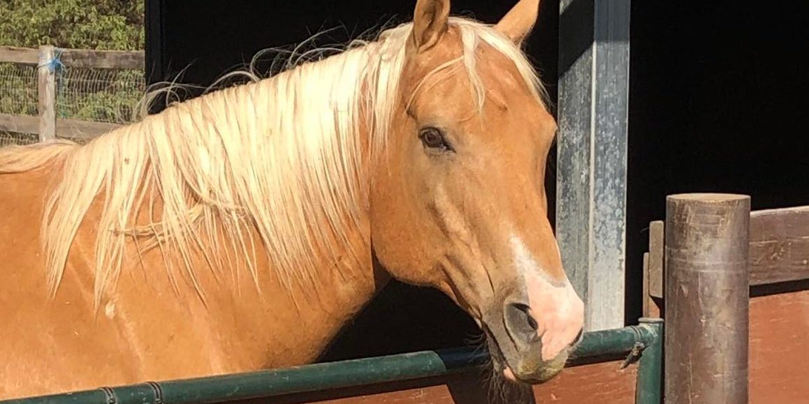 Photo of Palomino horse standing in the sun.