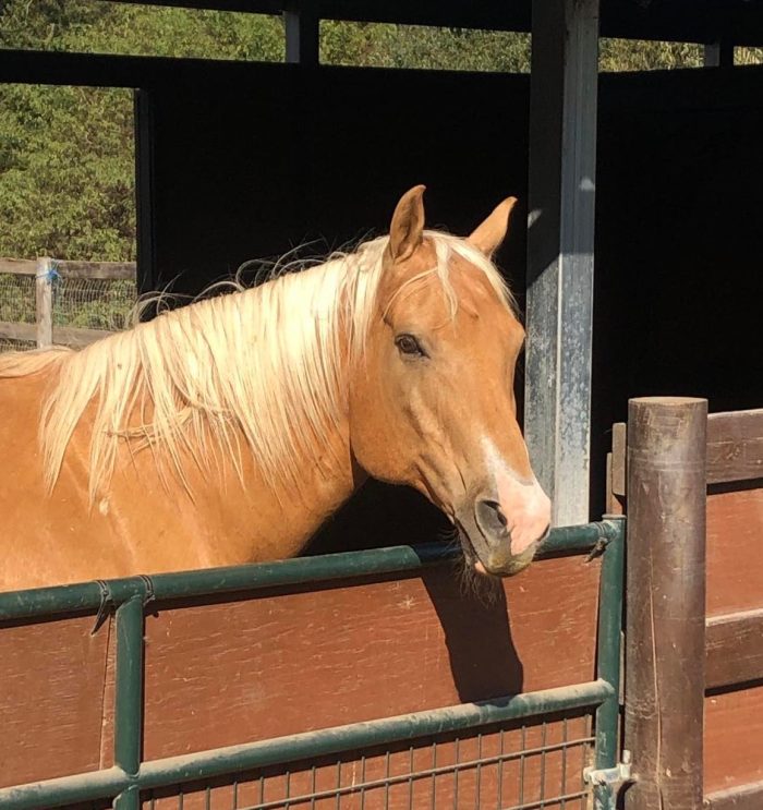 Palomino Horse Photo of Palomino horse standing in the sun.