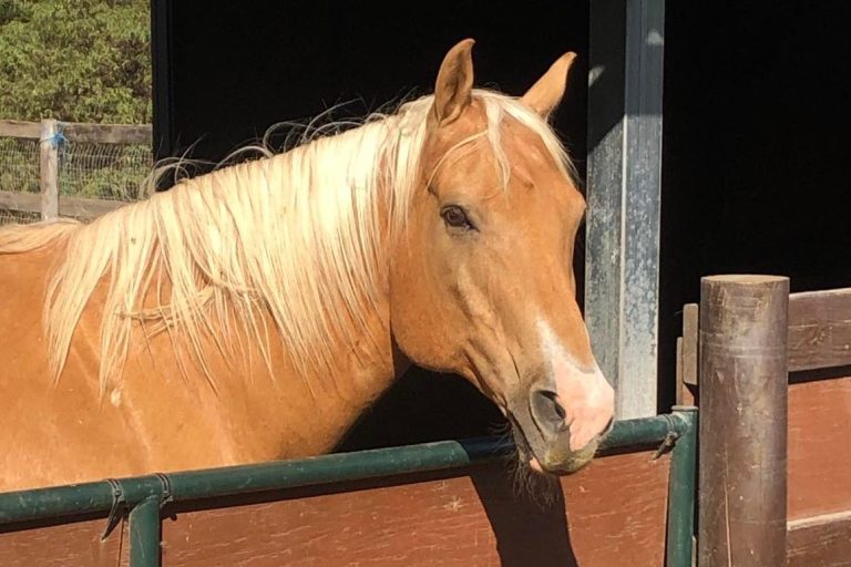 Photo of Palomino horse standing in the sun.
