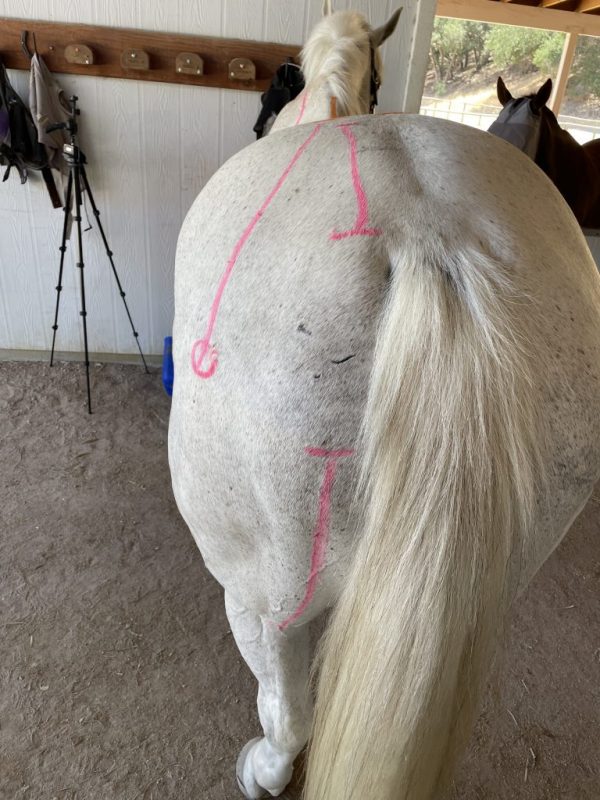 Horse with painted palpation lines for Middle Gluteal, Sacrum and Hamstrings