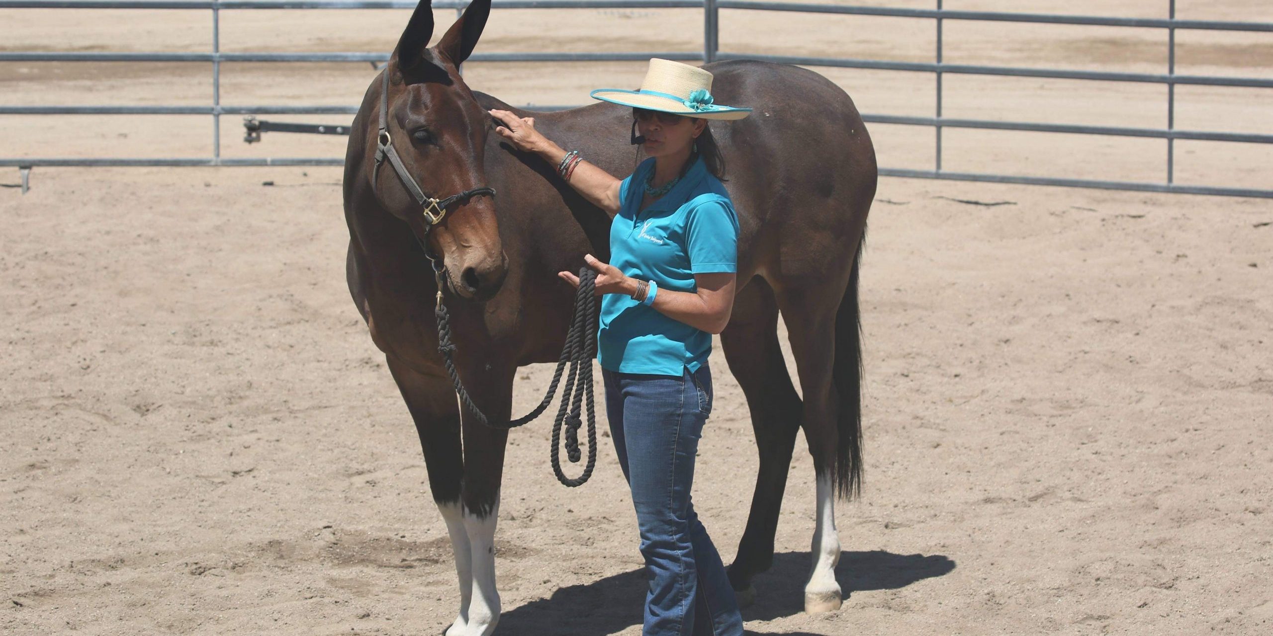 Masterson Method equine bodywork with a mule Photo of Loni Langdon doing Masterson Method bodywork on a mule in a demonstration.