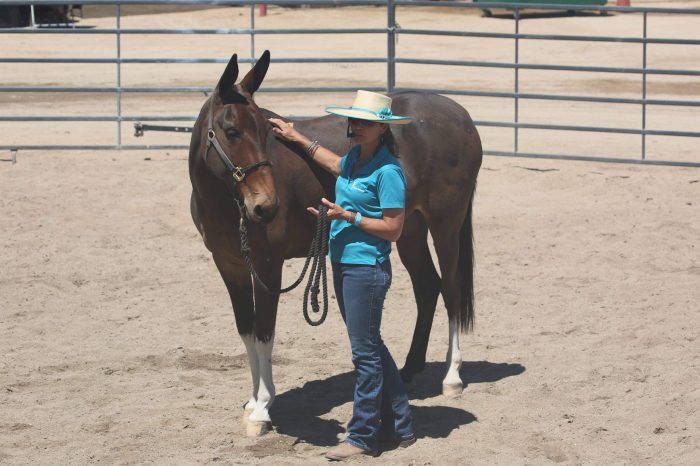 Masterson Method equine bodywork with a mule Photo of Loni Langdon doing Masterson Method bodywork on a mule in a demonstration.