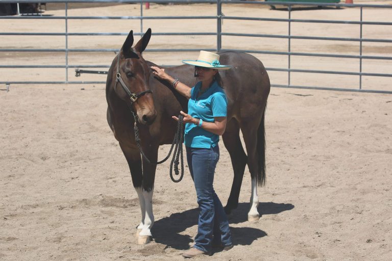 Photo of Loni Langdon doing Masterson Method bodywork on a mule in a demonstration.